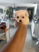Vero, a female Maltese for sale in Orlando, FL – 1 of 2