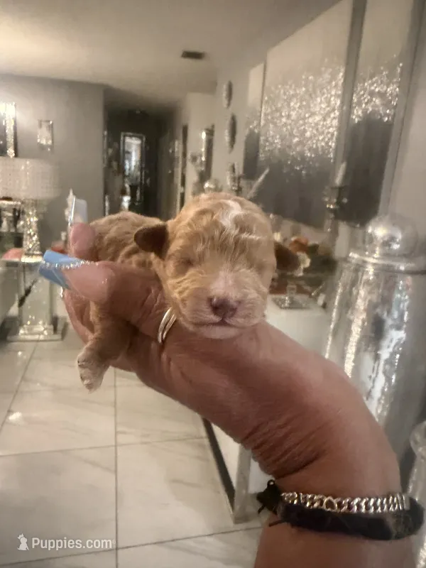 Mitch – Poodle - Toy  puppy for sale in Orlando, FL