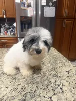 Oreo , a male Poodle - Toy  for sale in Orlando, FL – 4 of 4