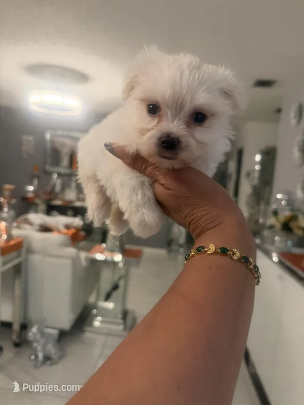 Ivory , a male Maltese for sale in Orlando, FL – Photo 1 of 2