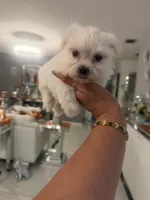 Ivory , a male Maltese for sale in Orlando, FL – Photo 1 of 2