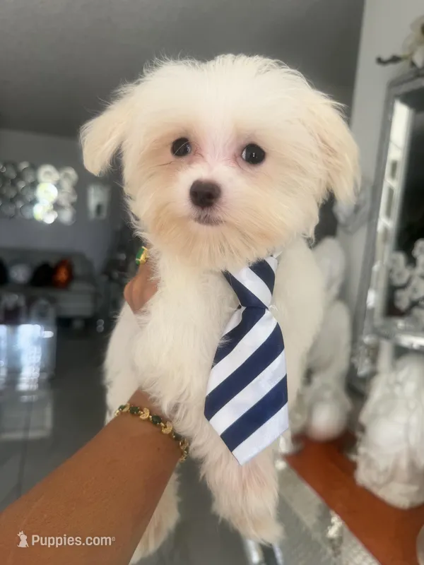 Ivory  – Maltese puppy for sale in Orlando, FL
