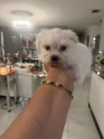 Ivory , a male Maltese for sale in Orlando, FL – Photo 2 of 2