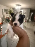Cody , a male Pomeranian for sale in Orlando, FL – 1 of 1