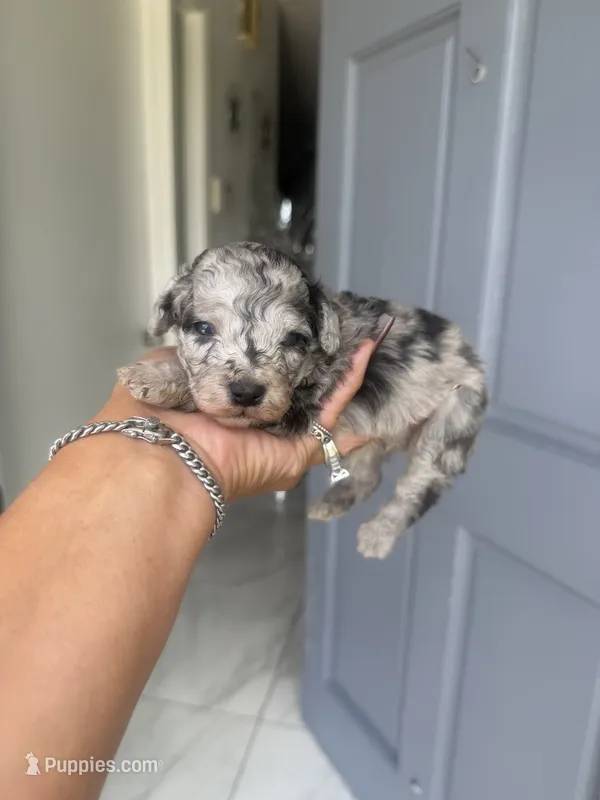 mitch – Poodle - Toy  puppy for sale in Orlando, FL