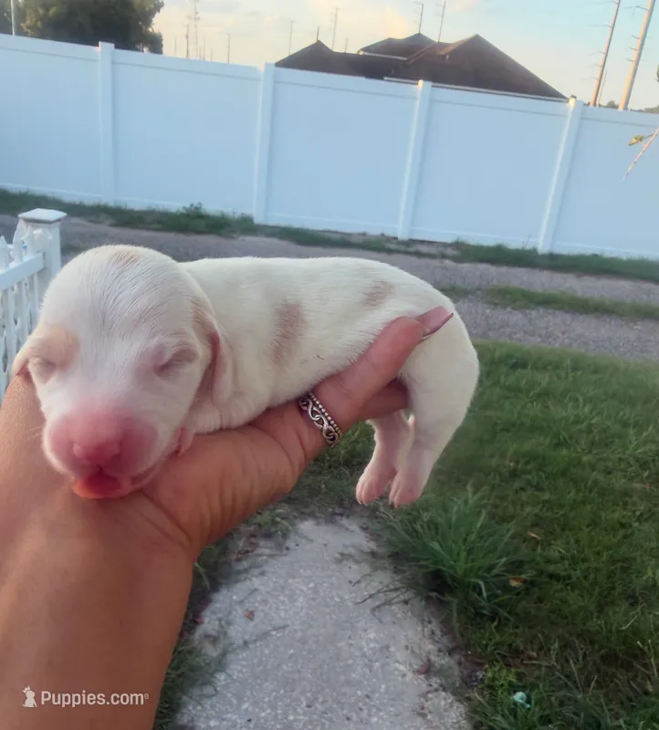 Mack  – Dachshund puppy for sale in Orlando, FL