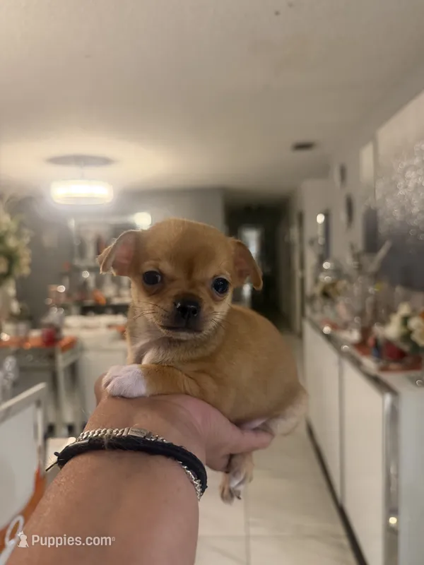 China  – Chihuahua puppy for sale in Orlando, FL