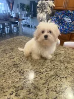 Coco, a male Maltese for sale in Orlando, FL – 2 of 3