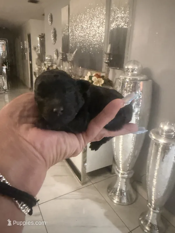 Otto  – Poodle - Toy  puppy for sale in Orlando, FL
