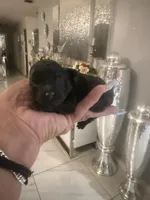 Otto , a male Poodle - Toy  for sale in Orlando, FL – 1 of 2