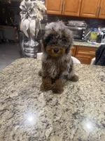 Maggie , a female Goldendoodle for sale in Orlando, FL – 2 of 2