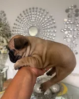 Claire , a female French Bulldog for sale in Orlando, FL – 2 of 3