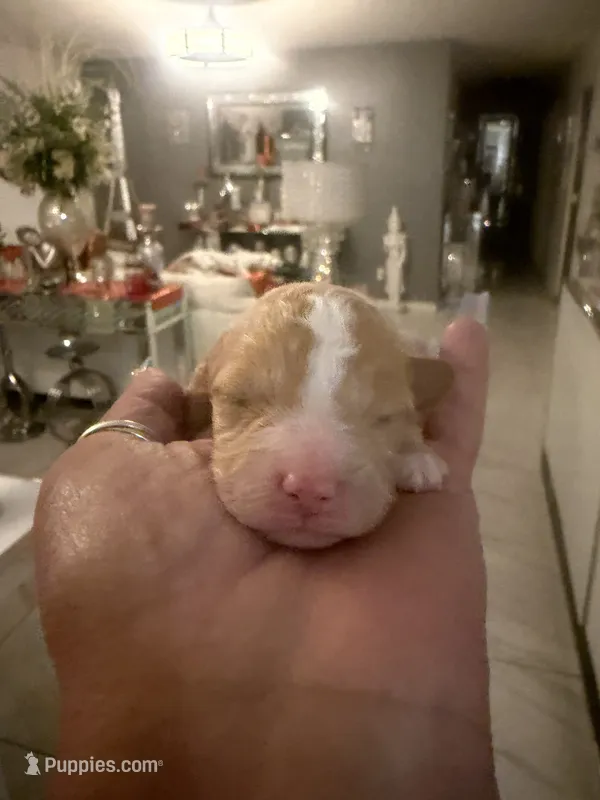 Lola  – Poodle - Toy  puppy for sale in Orlando, FL