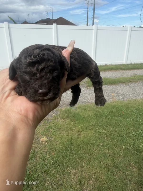 Rory  – Poodle - Toy  puppy for sale in Orlando, FL