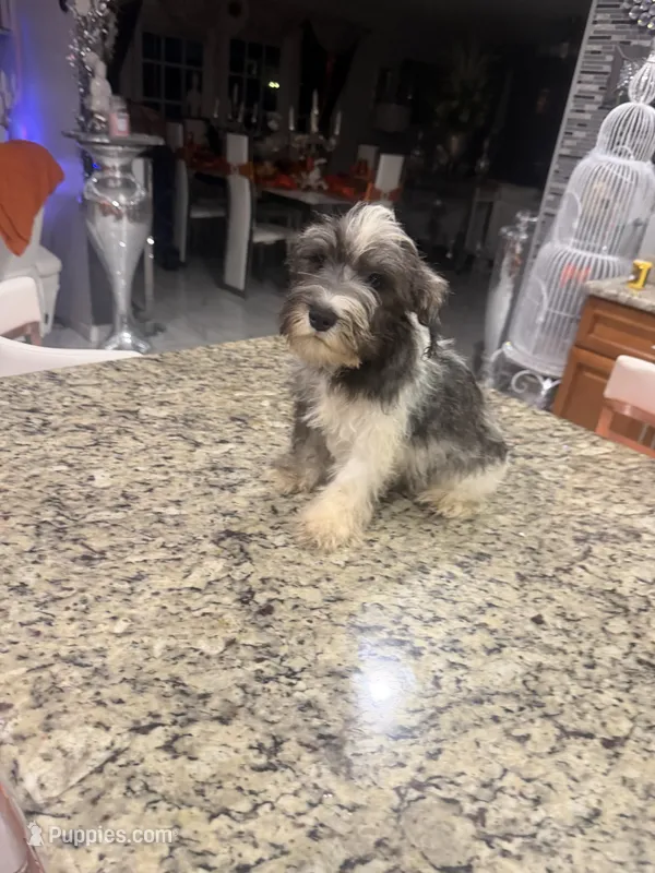 Richie  – Miniature Schnauzer puppy for sale in Orlando, FL