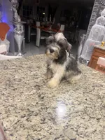 Richie , a male Miniature Schnauzer for sale in Orlando, FL – 1 of 2