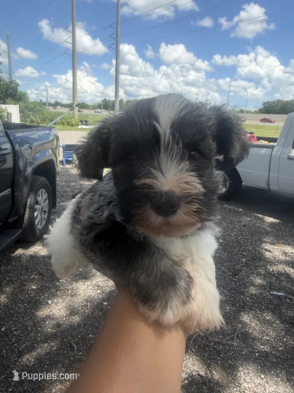 Patsy – Miniature Schnauzer puppy for sale in Orlando, FL