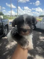 Patsy, a female Miniature Schnauzer for sale in Orlando, FL – 1 of 6