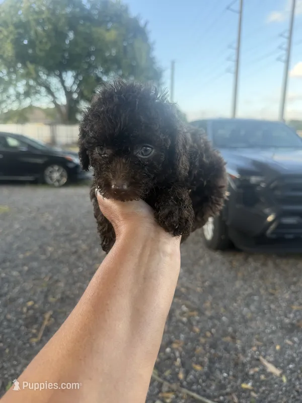 Marla – Poodle - Toy  puppy for sale in Orlando, FL