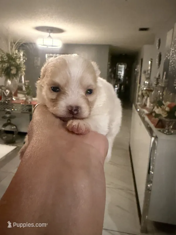 Toby – Pomeranian puppy for sale in Orlando, FL