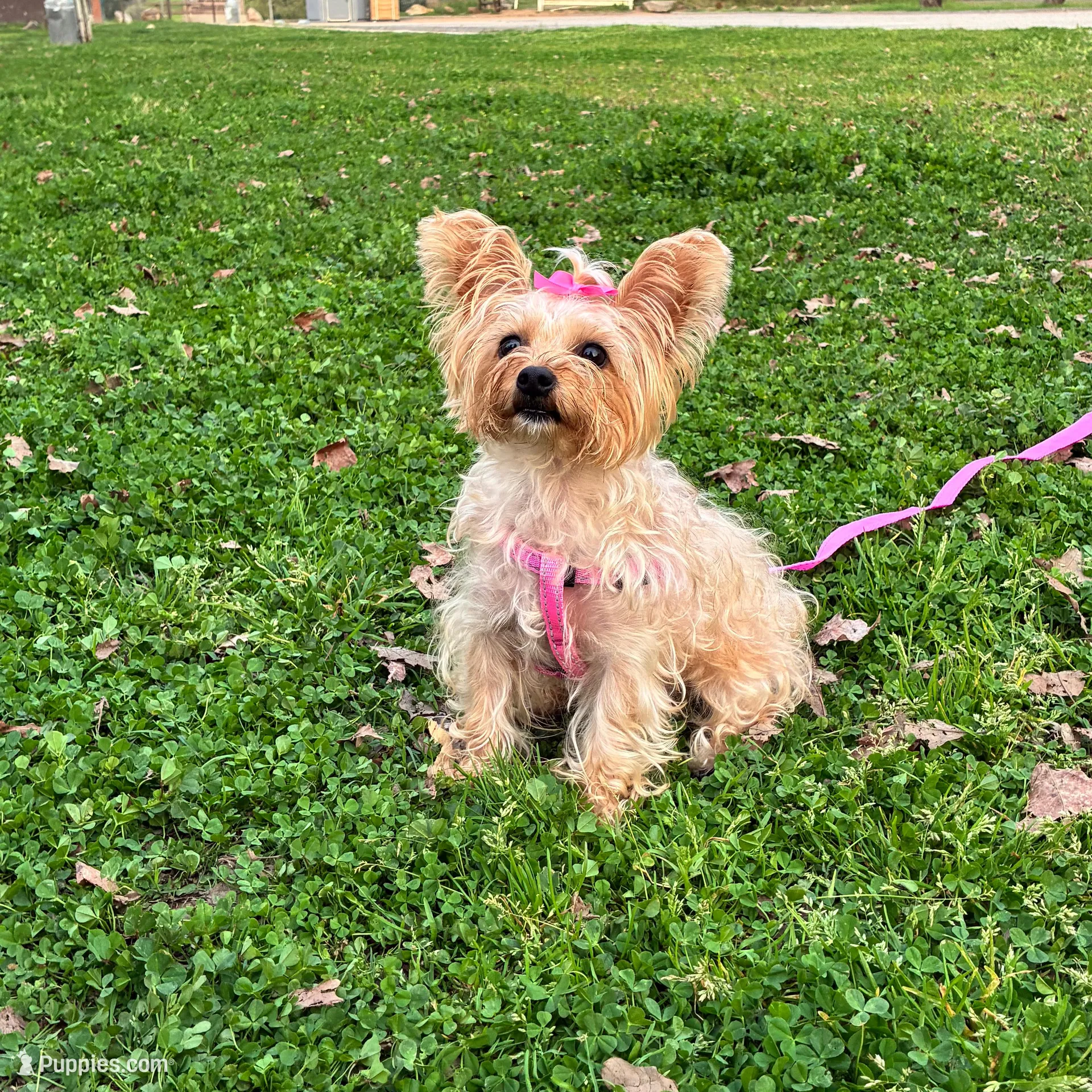Teddy , a male Yorkshire Terrier for sale in Fresno, CA – Photo 7 of 9