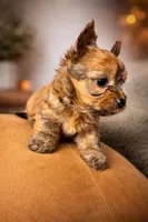 Teddy , a male Yorkshire Terrier for sale in Fresno, CA – Photo 4 of 9