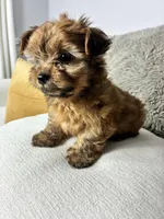 Teddy , a male Yorkshire Terrier for sale in Fresno, CA – Photo 6 of 9