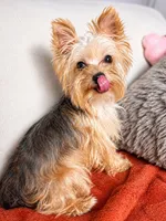 Chloe , a female Yorkshire Terrier for sale in Fresno, CA – 3 of 4