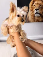 Chloe , a female Yorkshire Terrier for sale in Fresno, CA – 4 of 4