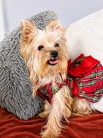 Chloe , a female Yorkshire Terrier for sale in Fresno, CA – 2 of 4