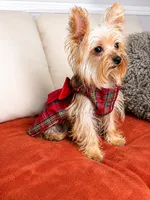Chloe , a female Yorkshire Terrier for sale in Fresno, CA – 1 of 4