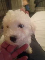 Luna, a female Maltipoo for sale in Victorville, CA – 2 of 5