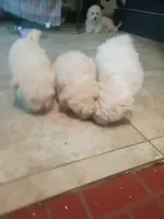 Luna, a female Maltipoo for sale in Victorville, CA – 5 of 5