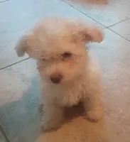 Luna, a female Maltipoo for sale in Victorville, CA – 3 of 5