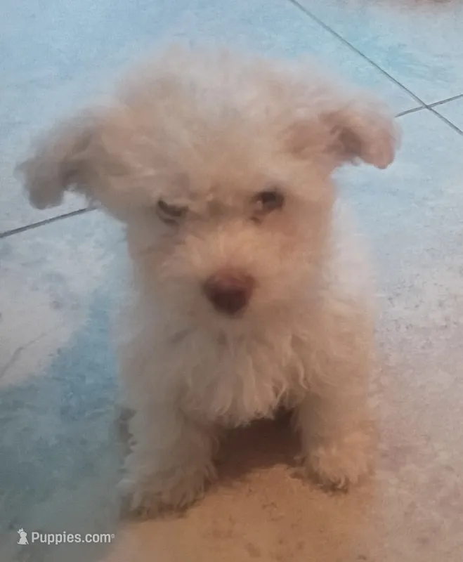 Luna – Maltipoo puppy for sale in Victorville, CA