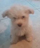 Luna, a female Maltipoo for sale in Victorville, CA – 1 of 5