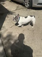 Cloud, a male French Bulldog for sale in Milwaukee, WI – 6 of 8