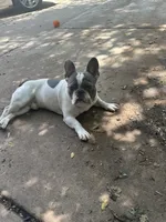 Cloud, a male French Bulldog for sale in Milwaukee, WI – 5 of 8