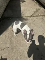 Cloud, a male French Bulldog for sale in Milwaukee, WI – 4 of 8