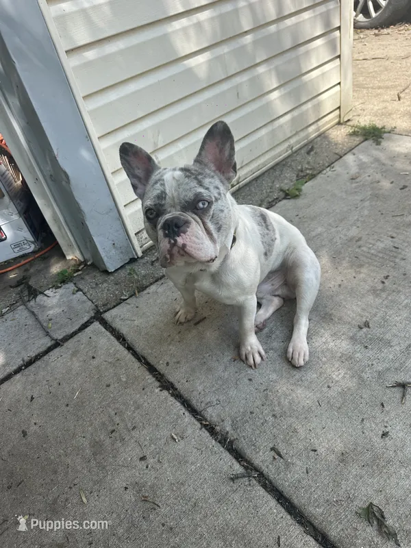 Ash  – French Bulldog puppy for sale in Milwaukee, WI