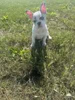 Ash , a male French Bulldog for sale in Milwaukee, WI – 6 of 6