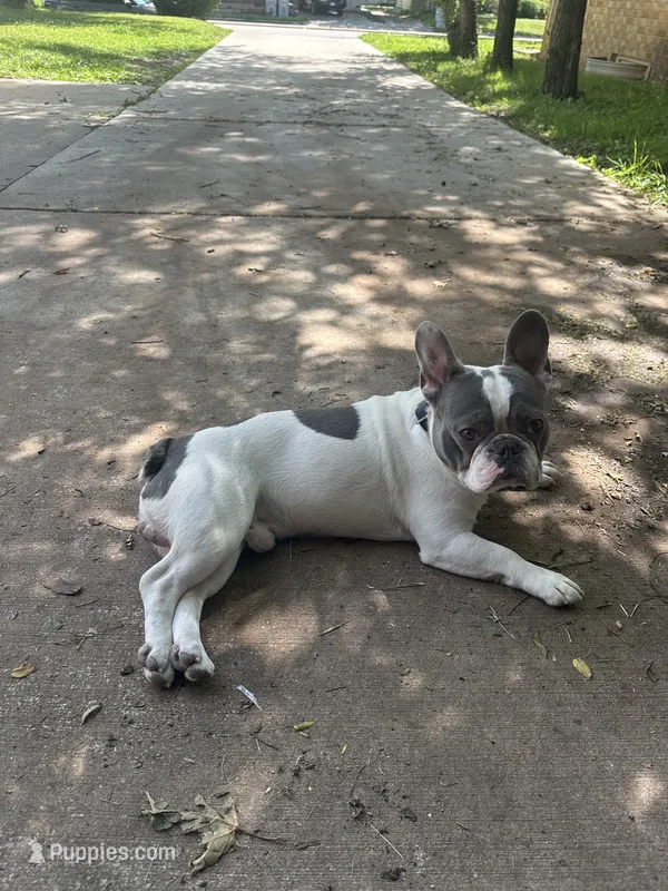 Cloud – French Bulldog puppy for sale in Milwaukee, WI
