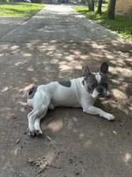 Cloud, a male French Bulldog for sale in Milwaukee, WI – 1 of 8