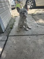 Ash , a male French Bulldog for sale in Milwaukee, WI – 4 of 6