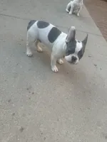 Cloud, a male French Bulldog for sale in Milwaukee, WI – 7 of 8