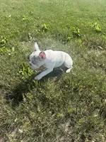 Ash , a male French Bulldog for sale in Milwaukee, WI – 5 of 6