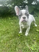 Cloud, a male French Bulldog for sale in Milwaukee, WI – 8 of 8