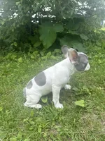 Cloud, a male French Bulldog for sale in Milwaukee, WI – 3 of 8