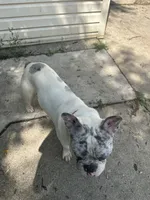 Ash , a male French Bulldog for sale in Milwaukee, WI – 3 of 6