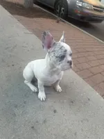 Ash , a male French Bulldog for sale in Milwaukee, WI – 2 of 6